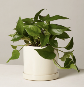 pothos plant