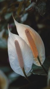 Peace Lily