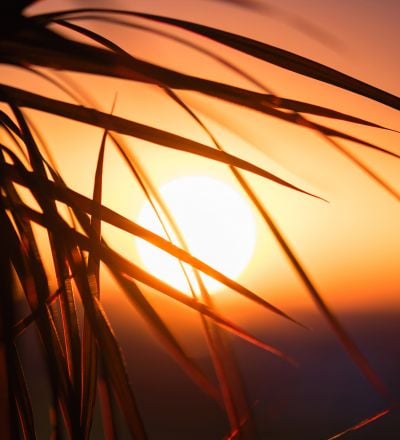 Palm tree silhouette in sunset