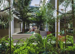 Raised garden beds with lush greenery at Park Encino's courtyard area