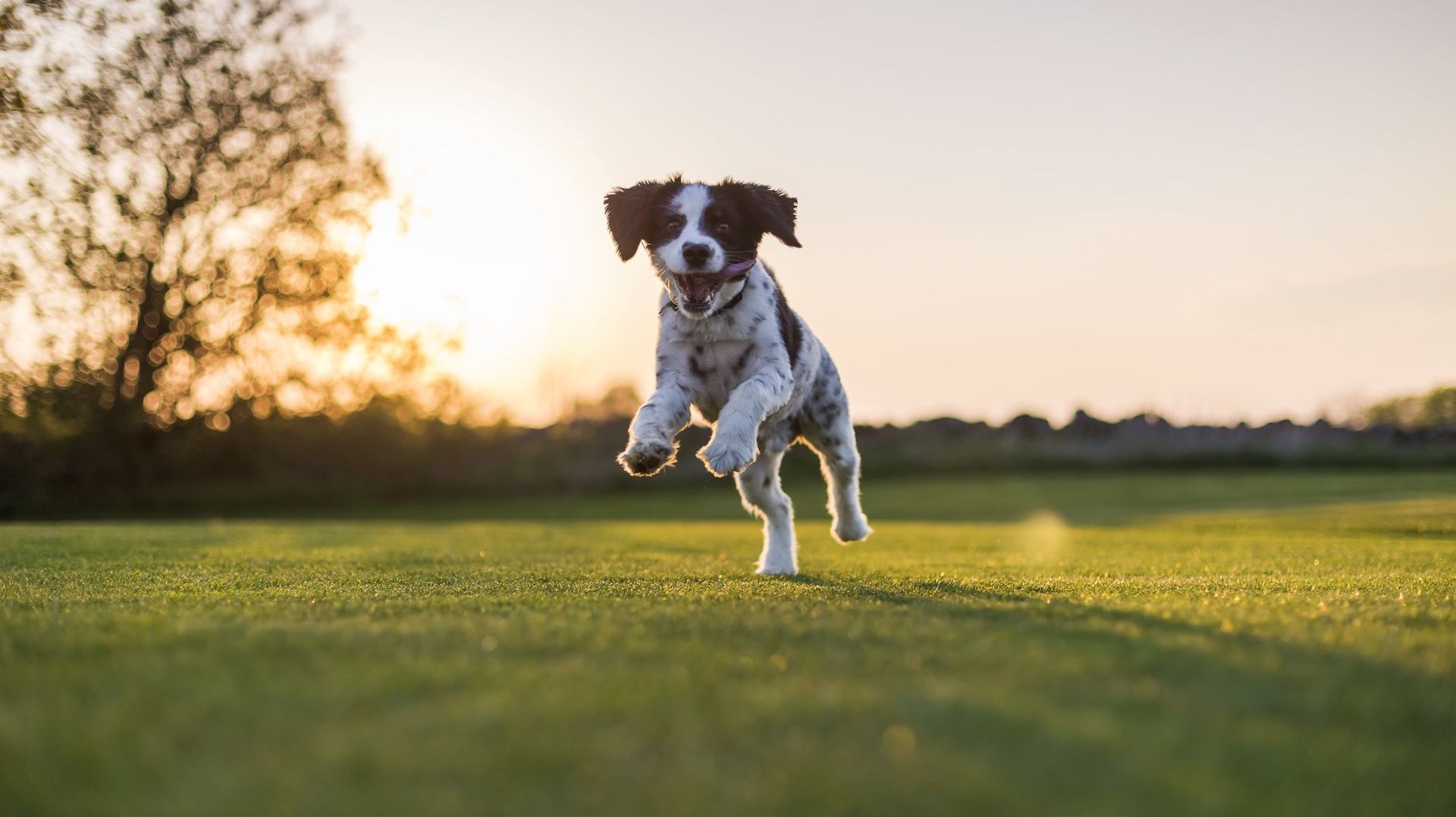 puppy jumping in the grass