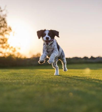 puppy jumping in the grass