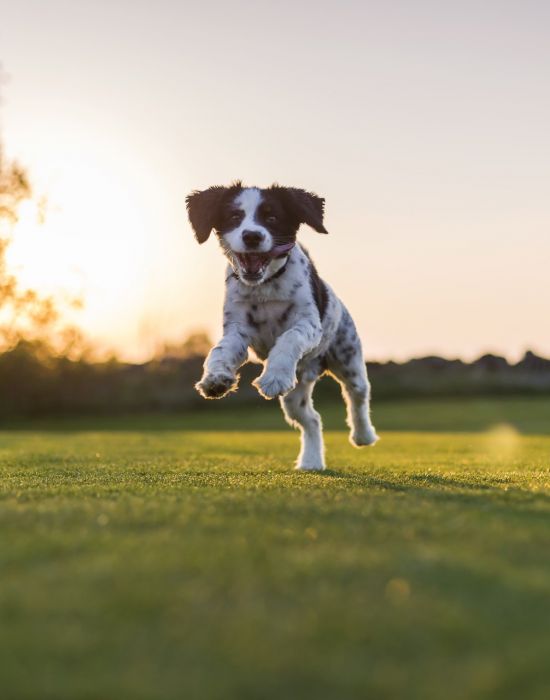puppy jumping in the grass