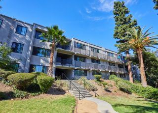 Milo on Morton building exterior next to large front yard with tall palm trees;